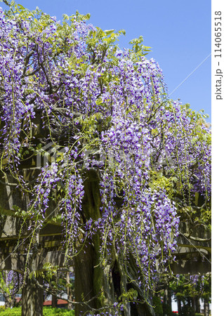 綺麗に咲いた公園の藤の花 鳥取県 羽合臨海公園 綺麗に咲いた公園の藤の花 鳥取県 羽合臨海公園 114065518