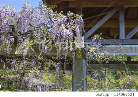 綺麗に咲いた公園の藤の花 鳥取県 羽合臨海公園 114065521