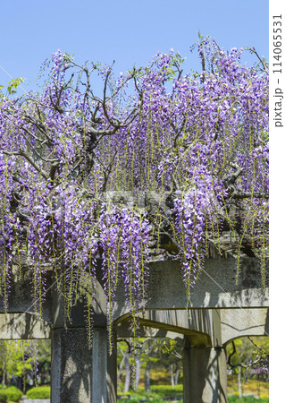 綺麗に咲いた公園の藤の花 鳥取県 羽合臨海公園 綺麗に咲いた公園の藤の花 鳥取県 羽合臨海公園 114065531