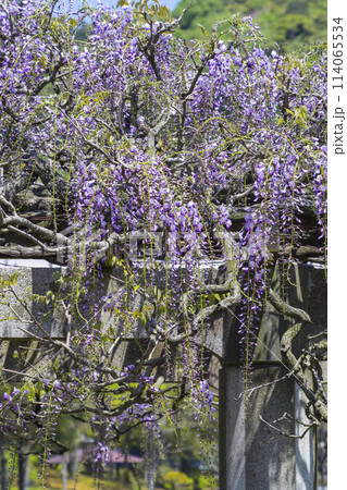 綺麗に咲いた公園の藤の花 鳥取県 羽合臨海公園 綺麗に咲いた公園の藤の花 鳥取県 羽合臨海公園 114065534