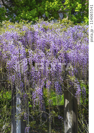 綺麗に咲いた公園の藤の花 鳥取県 羽合臨海公園 綺麗に咲いた公園の藤の花 鳥取県 羽合臨海公園 114065541
