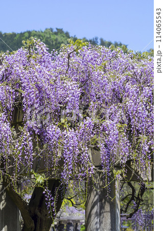 綺麗に咲いた公園の藤の花 鳥取県 羽合臨海公園 綺麗に咲いた公園の藤の花 鳥取県 羽合臨海公園 114065543