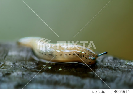 Graceful Agriolimax agrestis on Natural Surface. 114065614