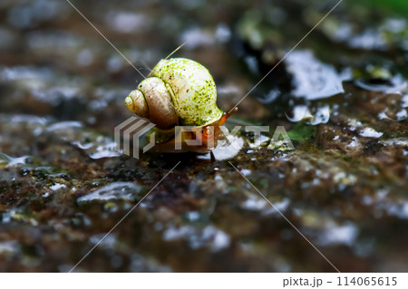 Graceful Dioryx Swinhoei in Natural Habitat. Graceful Dioryx Swinhoei in Natural Habitat. 114065615