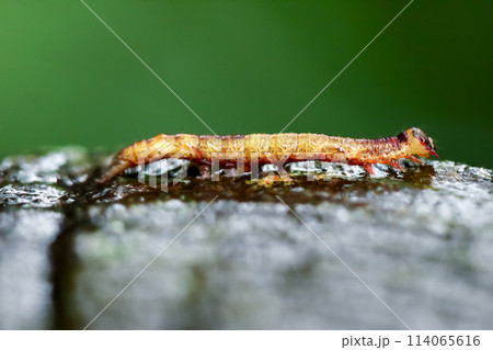 Mysterious Yellow-Brown Insect in Wulai Wetlands. Mysterious Yellow-Brown Insect in Wulai Wetlands. 114065616