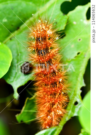 Vibrant Caterpillar in Wulai District. Vibrant Caterpillar in Wulai District. 114065632