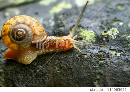 Golden Snail Gliding on a Wet Rock After Rain. Golden Snail Gliding on a Wet Rock After Rain. 114065633