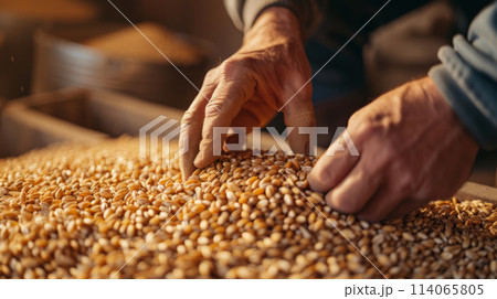 Skilled hands carefully select and inspect golden barley grains Skilled hands carefully select and inspect golden barley grains 114065805