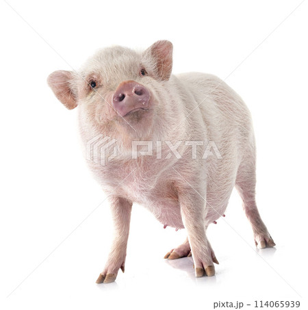 miniature pig in studio miniature pig in studio 114065939