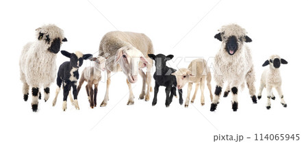 group of sheeps in studio 114065945