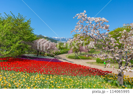 春のあづみの公園 北アルプスと桜とチューリップ 「長野県 安曇野市」 春のあづみの公園 北アルプスと桜とチューリップ 「長野県 安曇野市」 114065995
