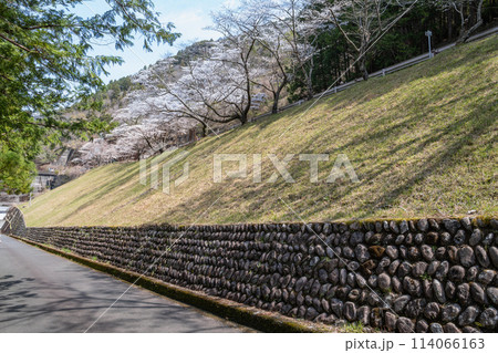 春の晴れた日の秋葉ダムの千本桜(静岡県) 114066163