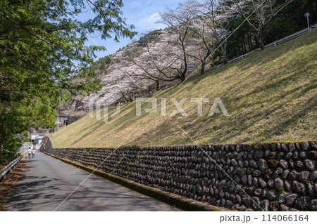春の晴れた日の秋葉ダムの千本桜(静岡県) 114066164