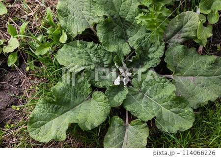 Arctium lappa - Young burdock leaves in an early summer Arctium lappa - Young burdock leaves in an early summer 114066226