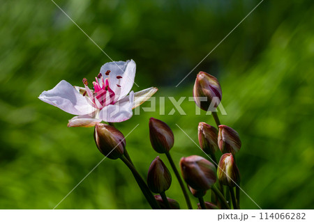Butomus umbellatus, Flowering Rush. Wild plant shot in summer. 114066282
