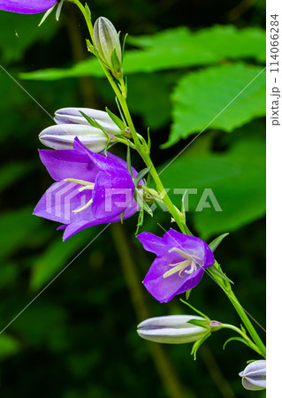 Clustered bell flower Campanula glomerata blooming in the wild 114066284