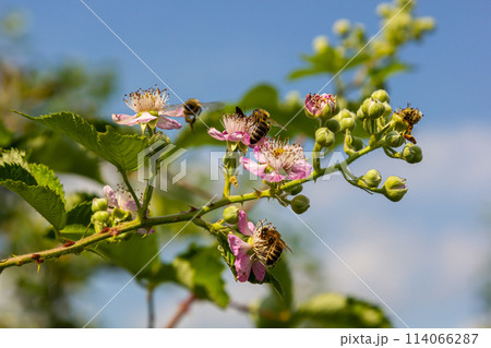 Soft pink blackberry flowers and buds in spring - Rubus fruticosus 114066287