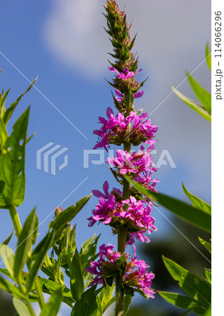Purple loosestrife Lythrum salicaria inflorescence. Flower spike of plant in the family Lythraceae, associated with wet habitats 114066296