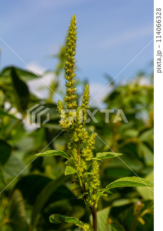 Green amaranth Amaranthus hybridus in flower. Plant in the family Amaranthaceae growing as an invasive weed Green amaranth Amaranthus hybridus in flower. Plant in the family Amaranthaceae growing as an invasive weed 114066328