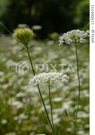 Daucus carota known as wild carrot blooming plant 114066331