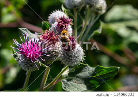 The arachnoid burdock Arctium tomentosum.Wild plants of Siberia The arachnoid burdock Arctium tomentosum.Wild plants of Siberia 114066333