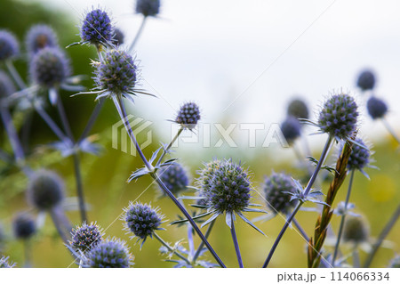 Eryngium Planum Or Blue Sea Holly - Flower Growing On Meadow. Wild Herb Plants Eryngium Planum Or Blue Sea Holly - Flower Growing On Meadow. Wild Herb Plants 114066334