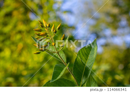 Lysimachia vulgaris flower, the garden loosestrife, yellow loosestrife, or garden yellow loosestrife, blooming in summer 114066341