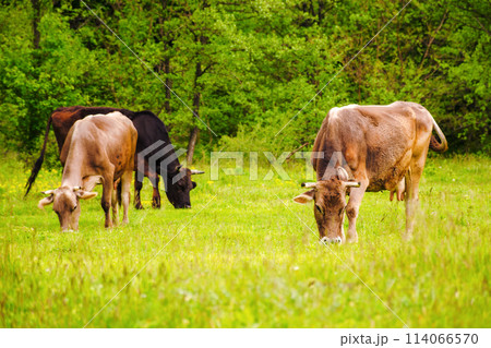 brown cows on a grassy field near the forest 114066570