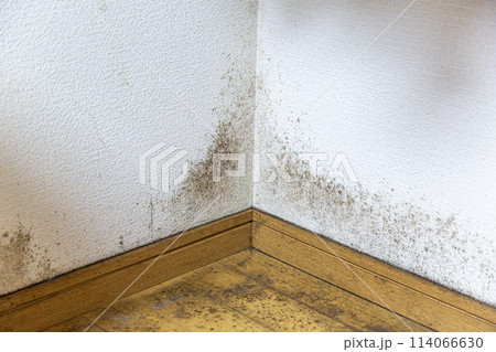 ガビの生えた壁と床 114066630