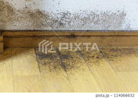 ガビの生えた壁と床 ガビの生えた壁と床 114066632