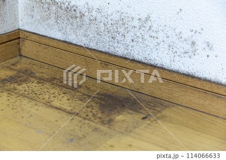 ガビの生えた壁と床 114066633
