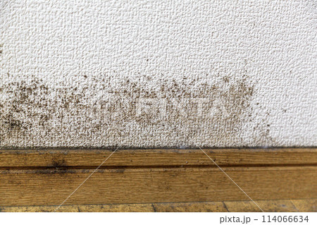 ガビの生えた壁と床 ガビの生えた壁と床 114066634