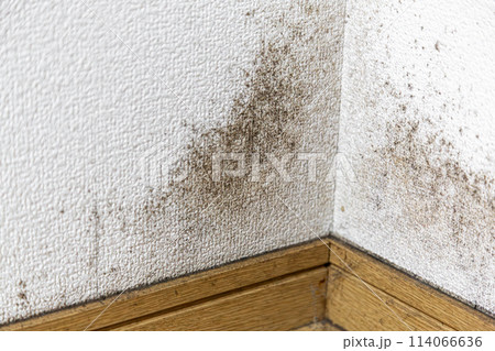 ガビの生えた壁と床 114066636