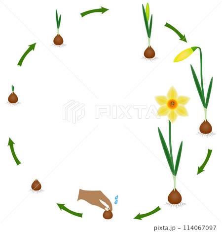 Life cycle of a narcissus plant on a white background. 114067097