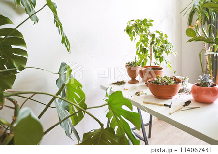 A hand tends to a young echeveria in decorative pot, indoors. Greenery enlivens A hand tends to a young echeveria in decorative pot, indoors. Greenery enlivens 114067431