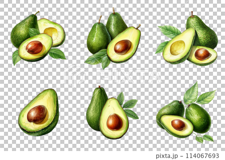 Watercolor Painting of Fresh Avocados, Whole and Halved 114067693