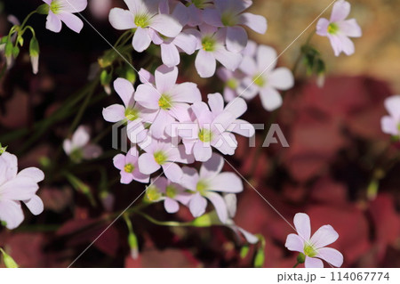 オキザリス・トライアングラリス（紫の舞）  114067774