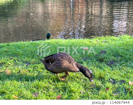 Europen mallard duck standing on the grass Europen mallard duck standing on the grass 114067944