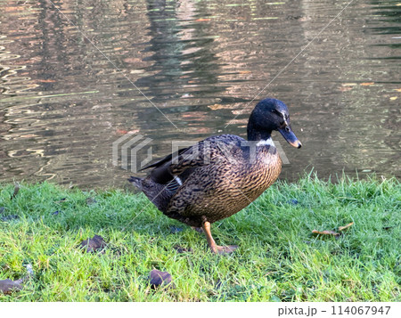 Europen mallard duck standing on the grass 114067947