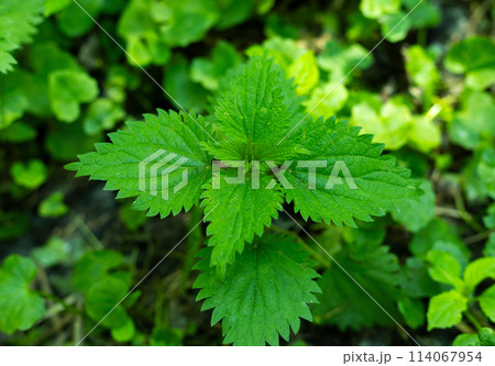 nettle, green leaves of nettle nettle, green leaves of nettle 114067954