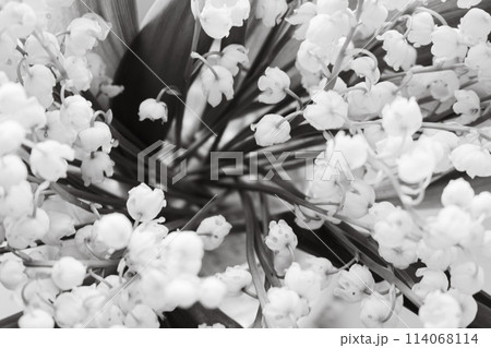 Beautiful lily of the valley bouquet, monochrome. Lily of the valley closeup, black and white. Wild spring flowers concept. Tenderness and purity concept. Aroma white flowers. Romance background. 114068114