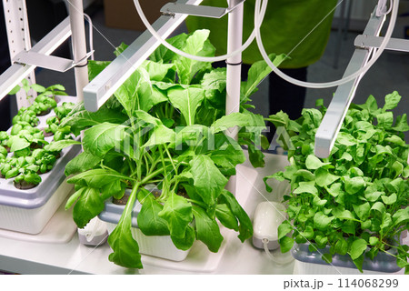 Cultivation of plants by modern methods Cultivation of plants by modern methods 114068299