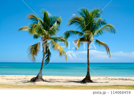 Two palm tree stands tall on sandy beach under a clear blue sky. 114068459