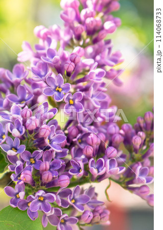 Lilac flower in the garden. Purple lilac bush close up. Violet lilac in bloom. Springtime nature. April nature landscape. Lucky flower of lilac. Beauty in nature. Lilac flower in the garden. Purple lilac bush close up. Violet lilac in bloom. Springtime nature. April nature landscape. Lucky flower of lilac. Beauty in nature. 114068733