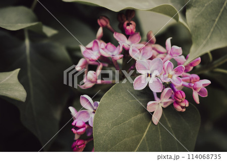 Lilac flower in the garden. Purple lilac bush close up. Violet lilac in bloom. Springtime nature. April nature landscape. Lucky flower of lilac. Beauty in nature. Lilac flower in the garden. Purple lilac bush close up. Violet lilac in bloom. Springtime nature. April nature landscape. Lucky flower of lilac. Beauty in nature. 114068735