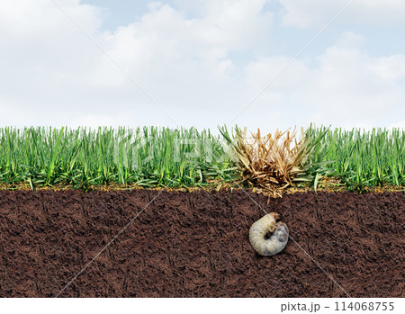 Lawn Grub Damage 114068755