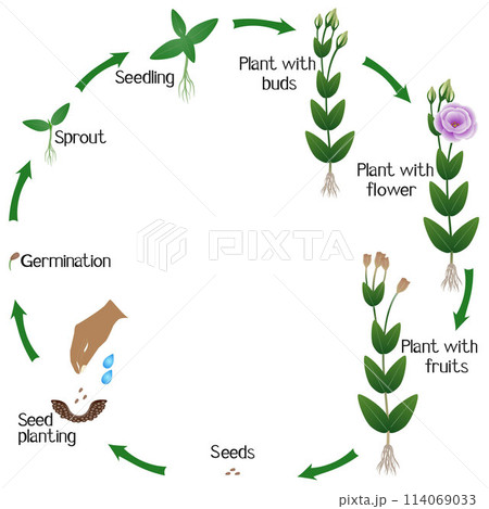 A growth cycle of a eustoma flowers on a white background. 114069033