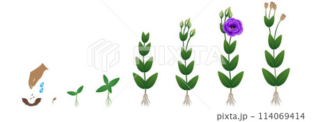 Cycle of growth of eustoma plant on a white background. 114069414