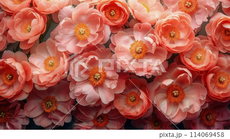Cluster of Pink Flowers With Orange Centers Cluster of Pink Flowers With Orange Centers 114069458