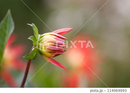 A closeup view of a red Dahlia pinnata garden flower. A closeup view of a red Dahlia pinnata garden flower. 114069893